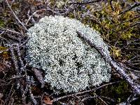 Cladonia mitis image