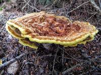 Phaeolus schweinitzii image