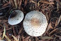 Chlorophyllum brunneum image