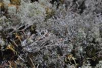 Cladonia rangiferina image