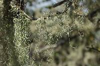 Ramalina menziesii image