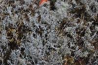 Cladonia rangiferina image