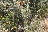 Ramalina menziesii image