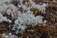 Cladonia portentosa image