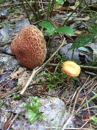 Suillus pictus image