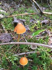 Entoloma quadratum image