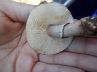 Leucoagaricus americanus image