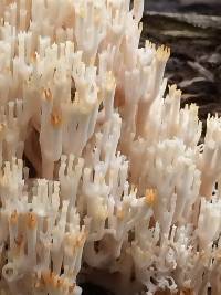 Artomyces pyxidatus image