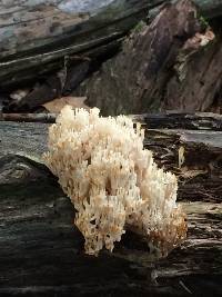 Artomyces pyxidatus image