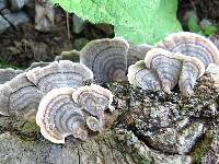 Trametes versicolor image