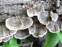 Trametes versicolor image