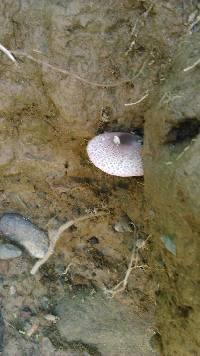 Leucoagaricus americanus image