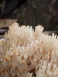 Artomyces pyxidatus image