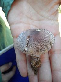 Leucoagaricus americanus image