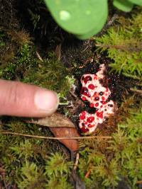 Hydnellum peckii image