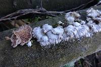 Schizophyllum commune image