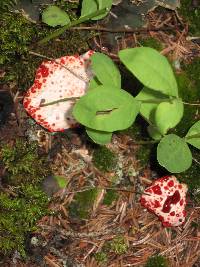 Hydnellum peckii image