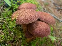 Suillus pictus image