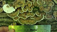 Trametes versicolor image