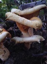 Armillaria tabescens image