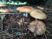 Suillus granulatus image