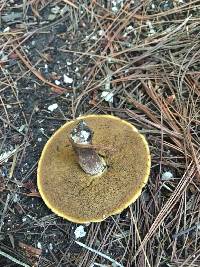 Suillus granulatus image