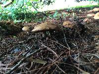 Suillus granulatus image