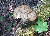 Polyporus squamosus image