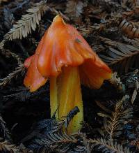 Hygrocybe acutoconica image