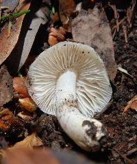 Hygrophorus eburneus image