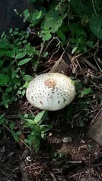 Chlorophyllum molybdites image