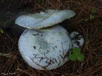 Lactarius indigo image