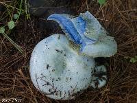 Lactarius indigo image