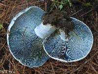 Lactarius indigo image