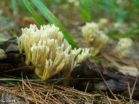 Artomyces pyxidatus image