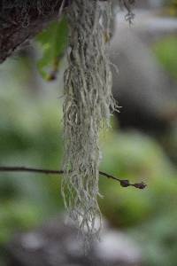 Ramalina subleptocarpha image