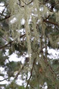 Ramalina menziesii image