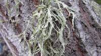 Ramalina leptocarpha image