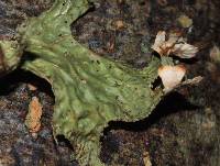 Lobaria pulmonaria image