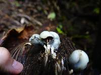 Psilocybe weraroa image