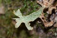 Lobaria pulmonaria image