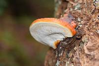 Fomitopsis pinicola image