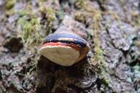 Fomitopsis pinicola image