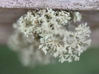 Evernia prunastri image