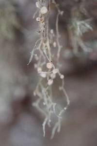 Ramalina leptocarpha image