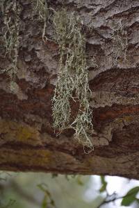 Ramalina leptocarpha image