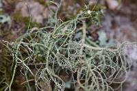 Usnea intermedia image