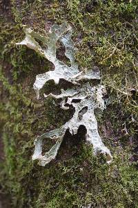 Lobaria pulmonaria image