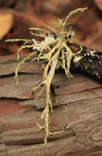 Ramalina farinacea image