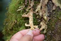 Lobaria pulmonaria image